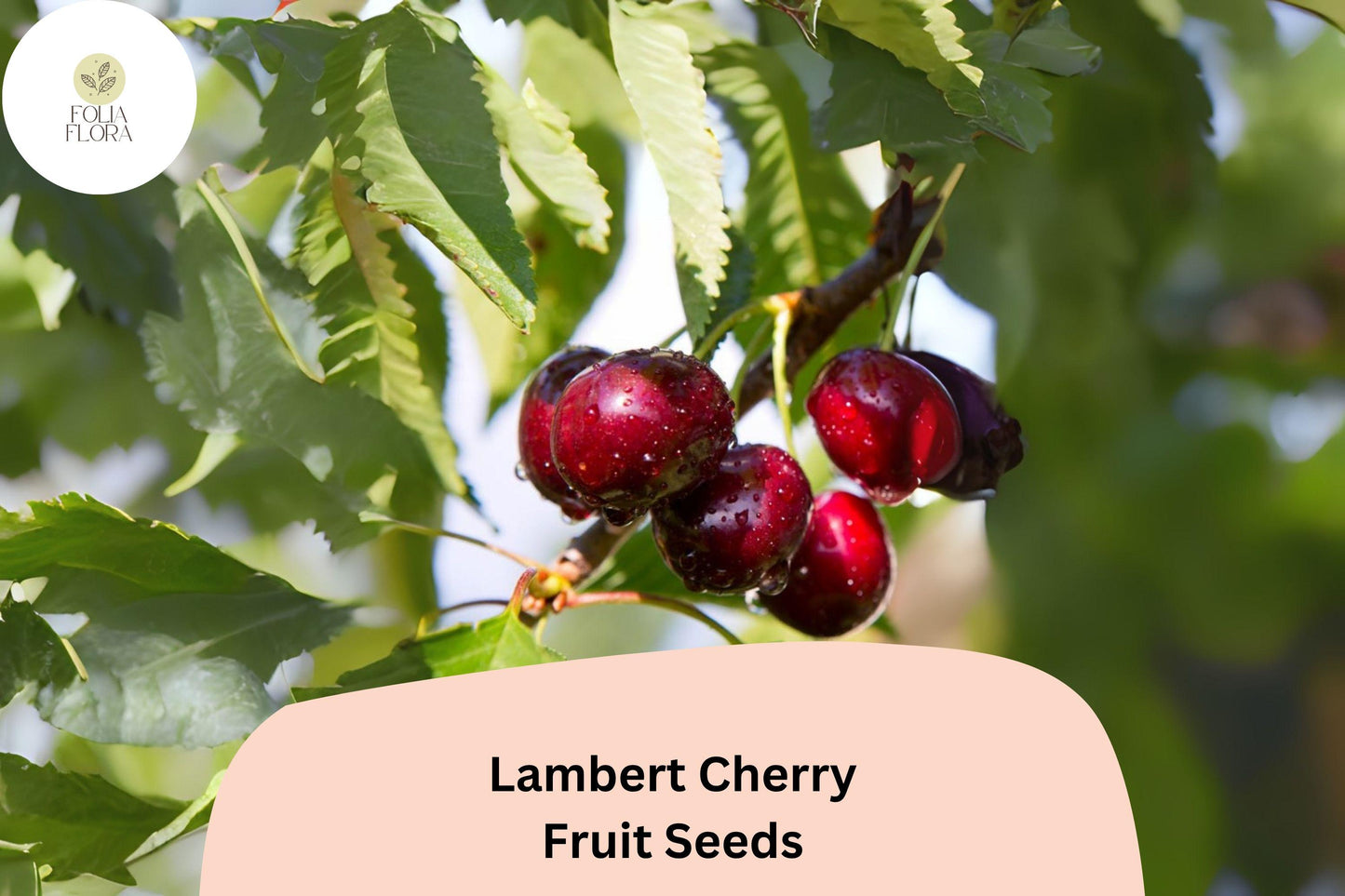Lambert Cherry Tree Seeds | 10+ Sweet Dark Red Fruit Seeds | Prunus Avium ‘Lambert’ | Ideal for Home Orchards and Desserts