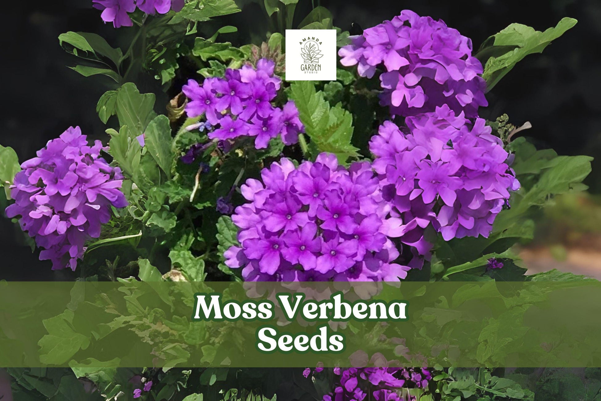 Moss Verbena Seeds - 100+ Drought Tolerant Purple Ground Cover - Verbena tenuisecta - Perennial, Pollinator Friendly, Full Sun