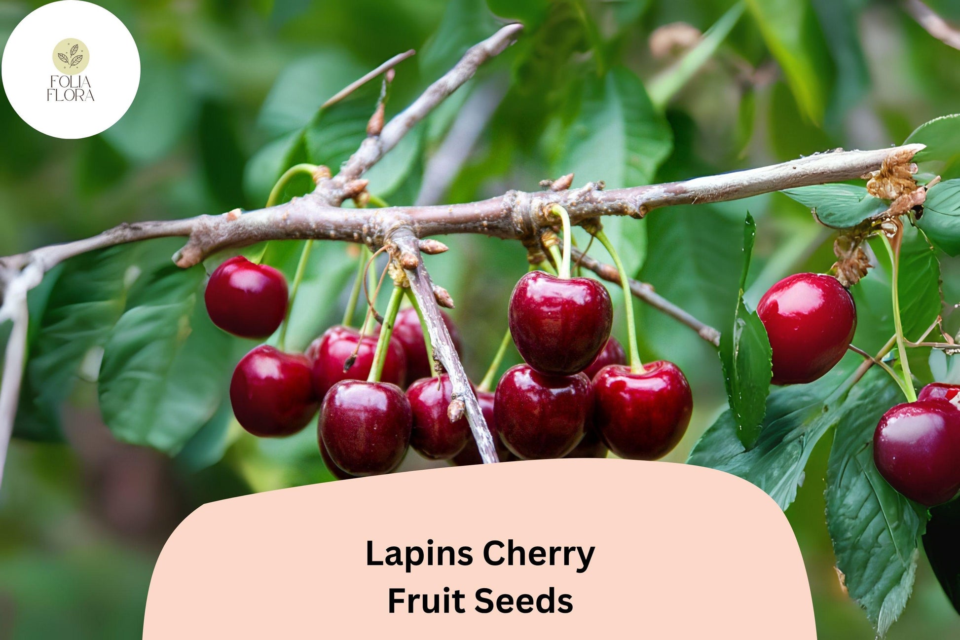 Lapins Cherry Seeds | 10+ Non-GMO Dark Red Fruit Seeds | Prunus avium | Sweet Juicy Cherries for Home Gardeners