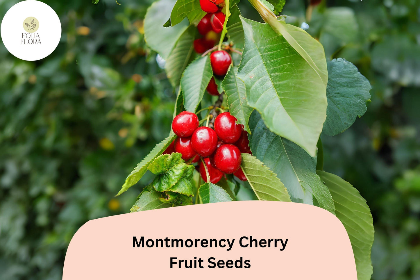 Montmorency Cherry Seeds | 10+ Tart Red Cherry Seeds | Prunus cerasus ‘Montmorency’ | Ideal for Home Orchard Gardening
