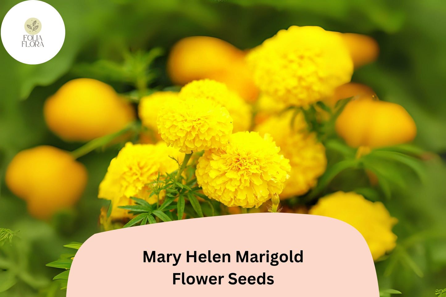 Mary Helen Marigold Seeds | 25+ Seeds | Golden Yellow Blooms | Tagetes | Easy to Grow, Pollinator-Friendly Annual