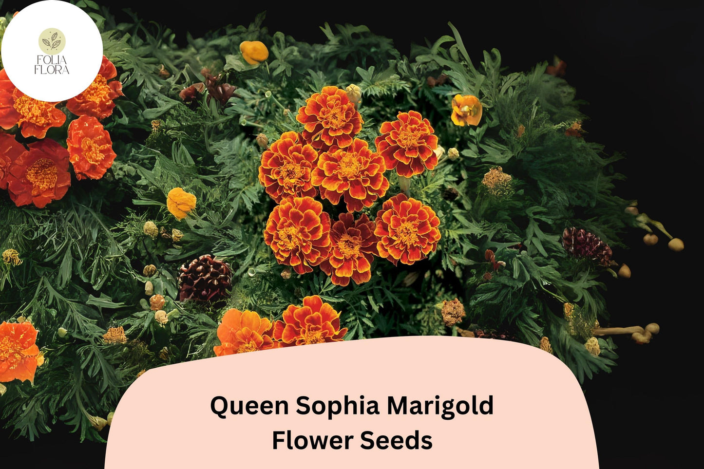 Queen Sophia Marigold Seeds – 25+ Orange-Red French Marigold (Tagetes patula) – Compact, Heat-Tolerant, Pollinator-Friendly Annual
