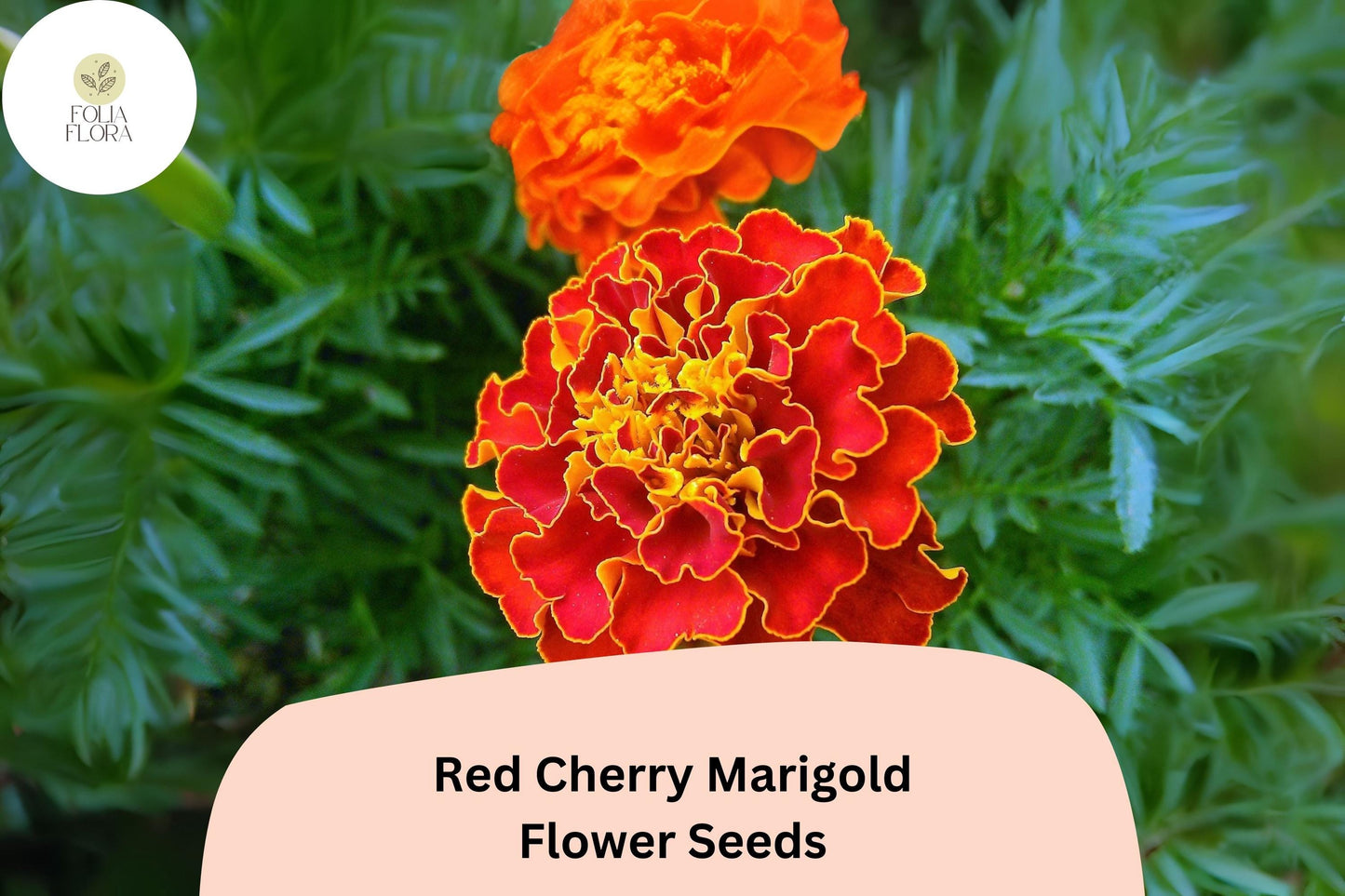 Red Cherry Marigold Seeds | 25+ Seeds | Tagetes Patula | Bright Red French Marigold for Gardens, Borders, and Containers