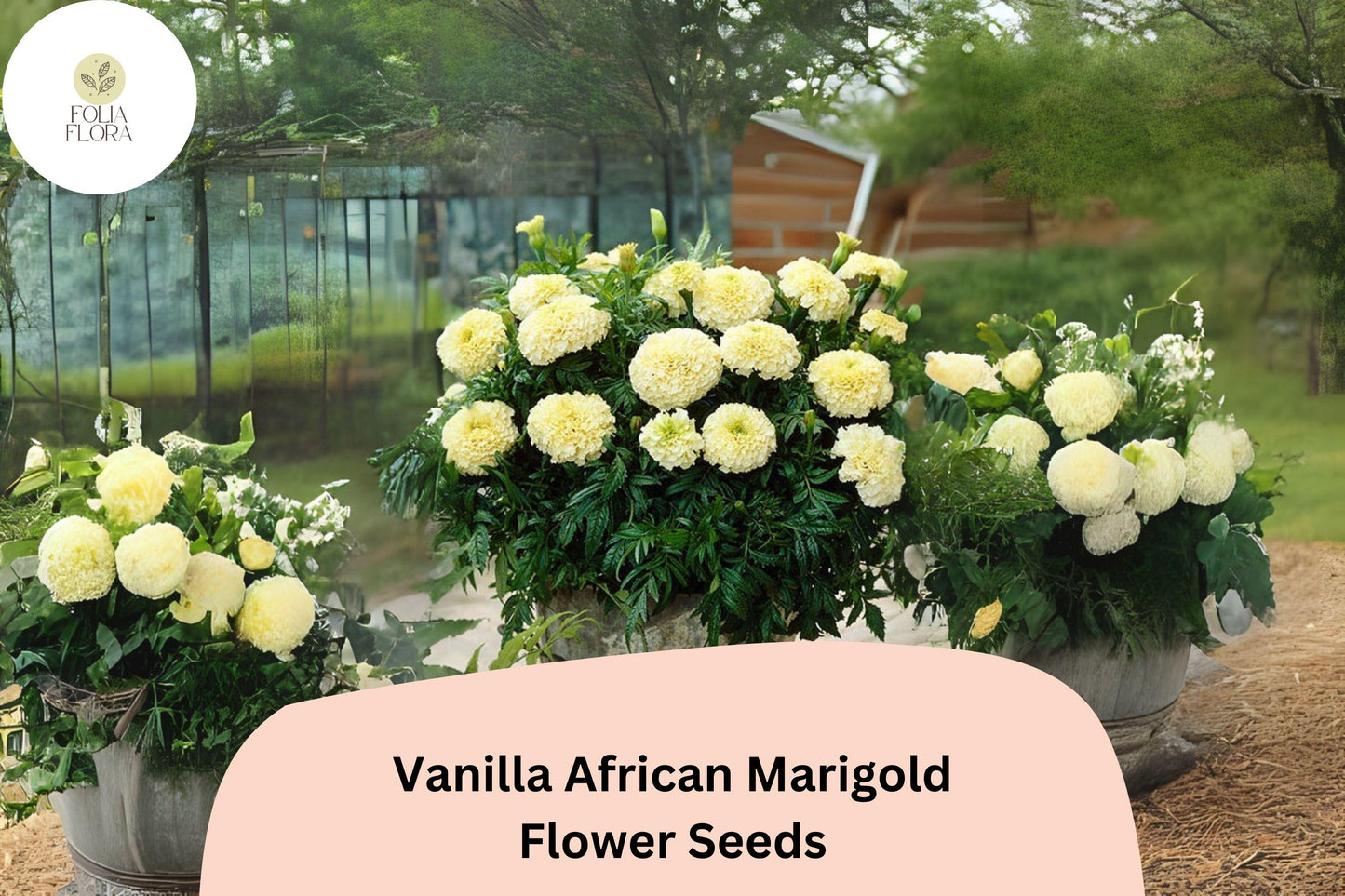 Vanilla African Marigold Seeds | 25+ Creamy White Blooms | Tagetes erecta | Tall Summer Annual for Pollinator Gardens