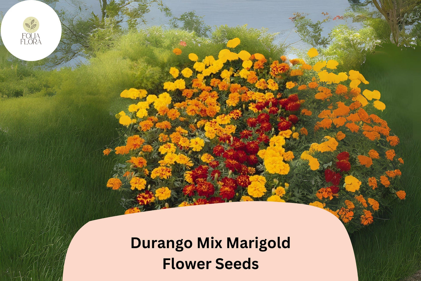 Durango Mix Marigold Seeds | 25+ French Marigold Seeds | Vibrant Orange, Yellow, Red Blooms | Tagetes patula