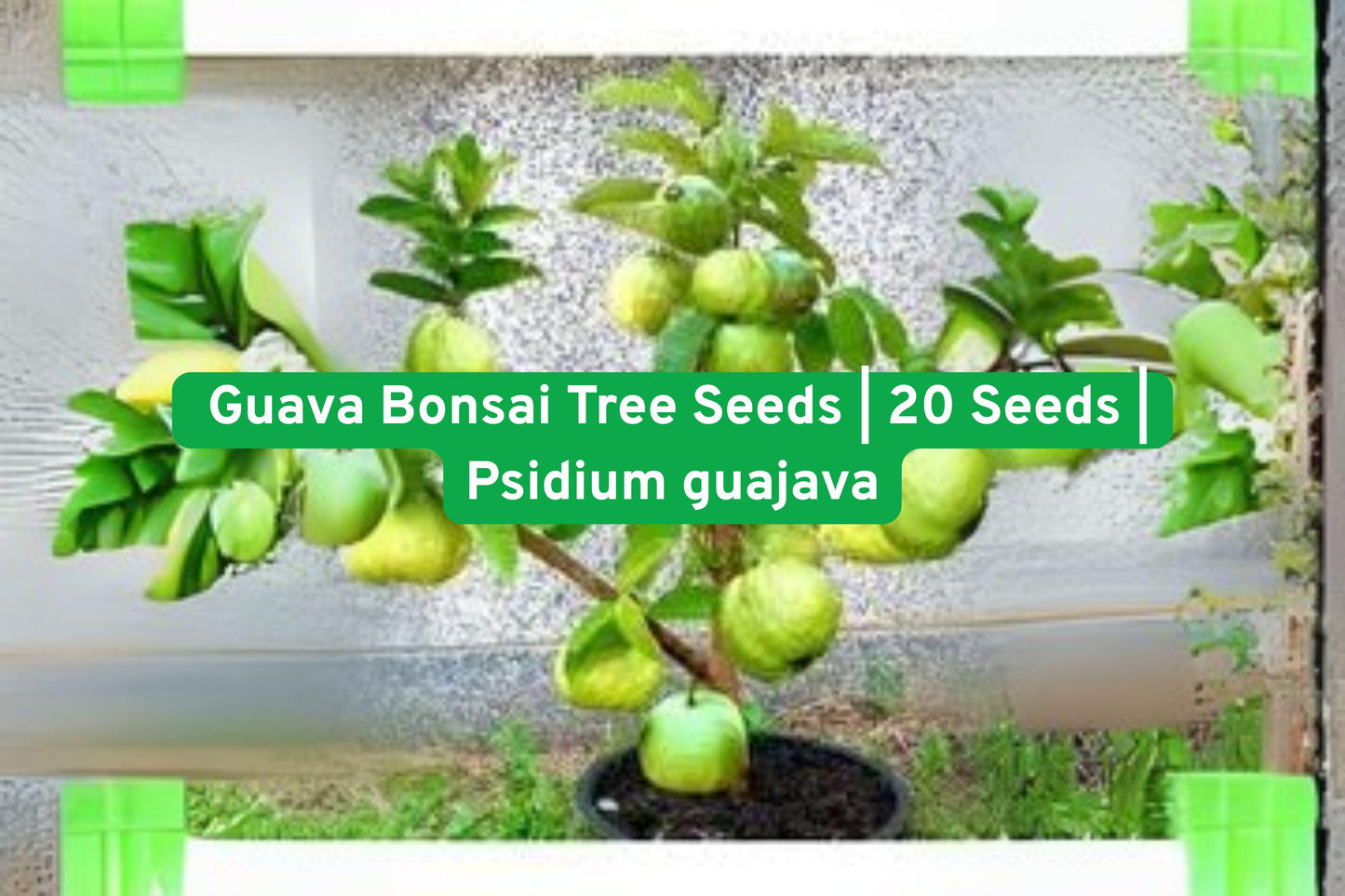 Guava Bonsai Tree Seeds - 20 Fresh Exotic Tropical Fruit Seeds (Psidium guajava) for Indoor/Outdoor Growing