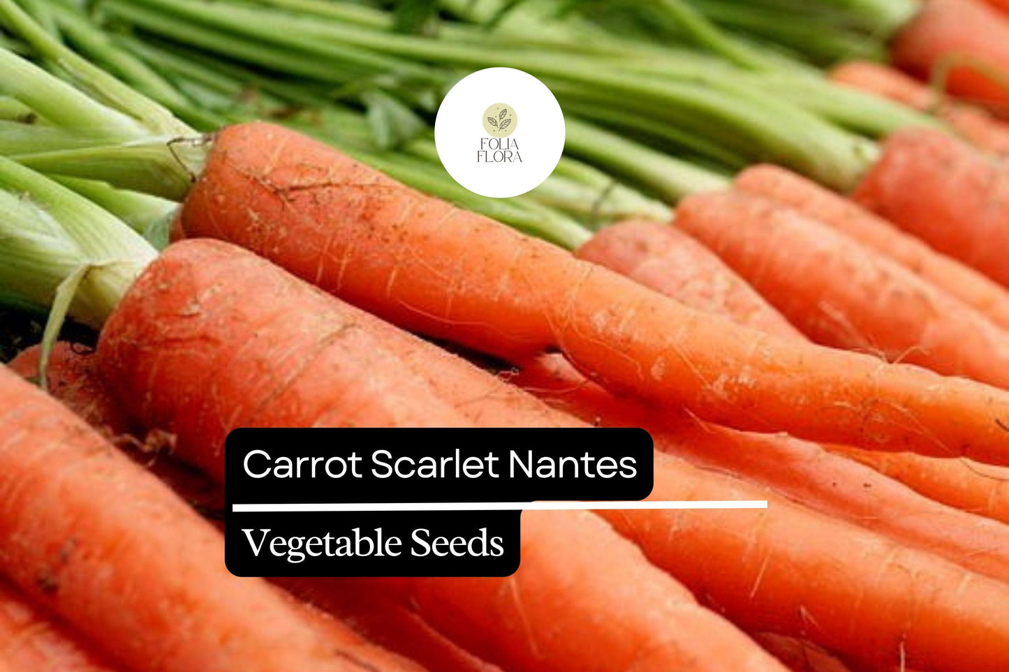 Nantes Carrot Seeds | 1000+ Heirloom Vegetable Seeds | Daucus carota subsp. sativus ‘Nantes’ | Sweet, Crisp, Cylindrical Orange Roots