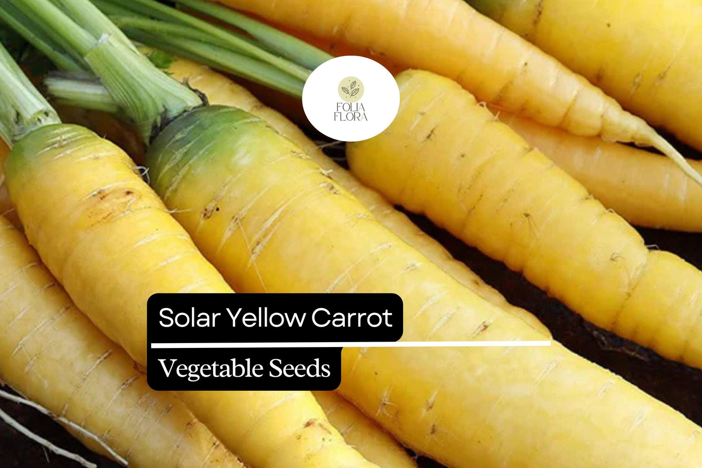 Solar Yellow Carrot Seeds - Heirloom Vegetable Variety, Daucus carota subsp. sativus ‘Solar Yellow’, 1000+ Seeds for Garden Planting