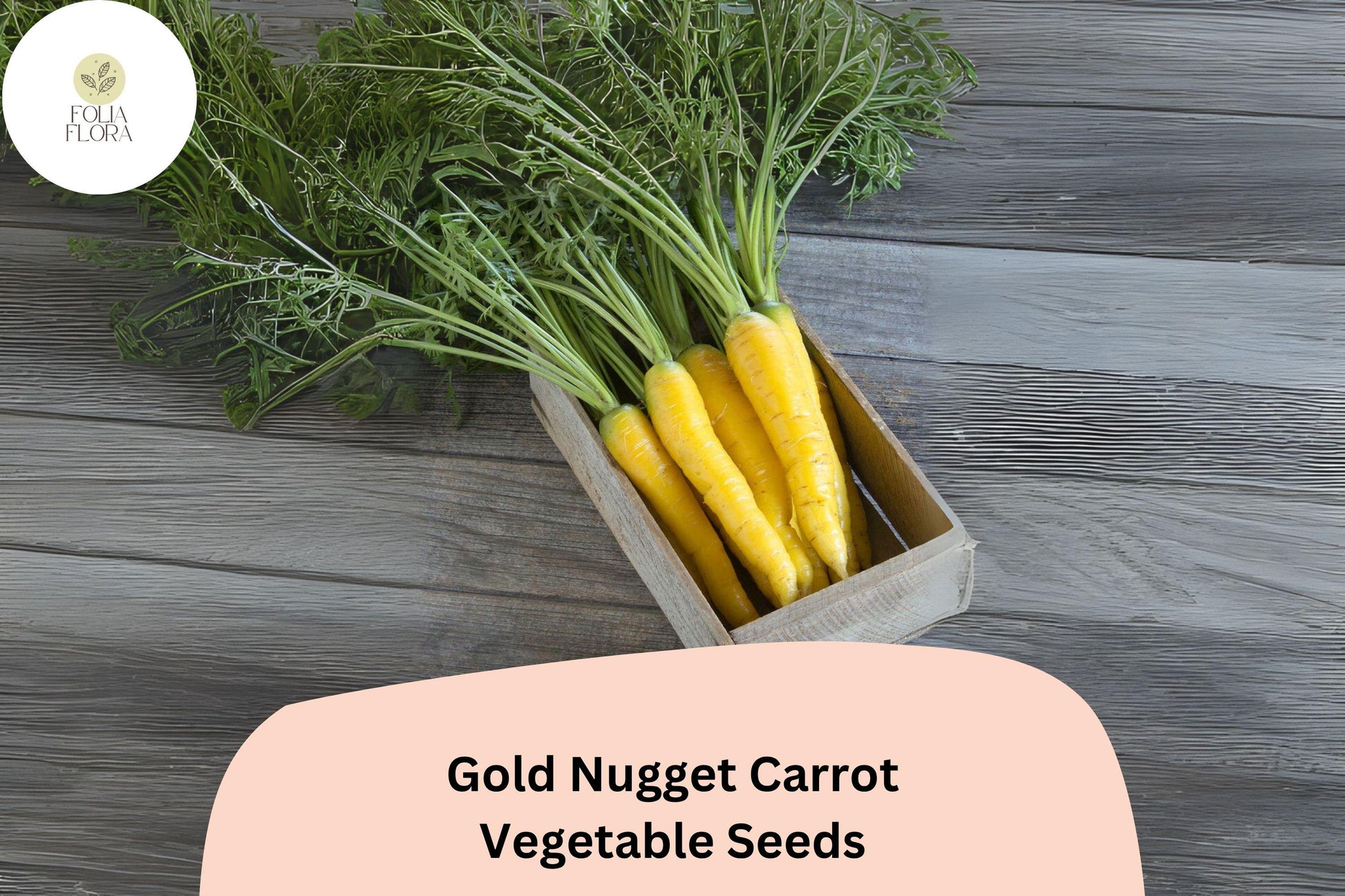 Gold Nugget Carrot Seeds | 1000+ Heirloom Golden-Yellow Roots | Daucus carota subsp. sativus 'Gold Nugget'