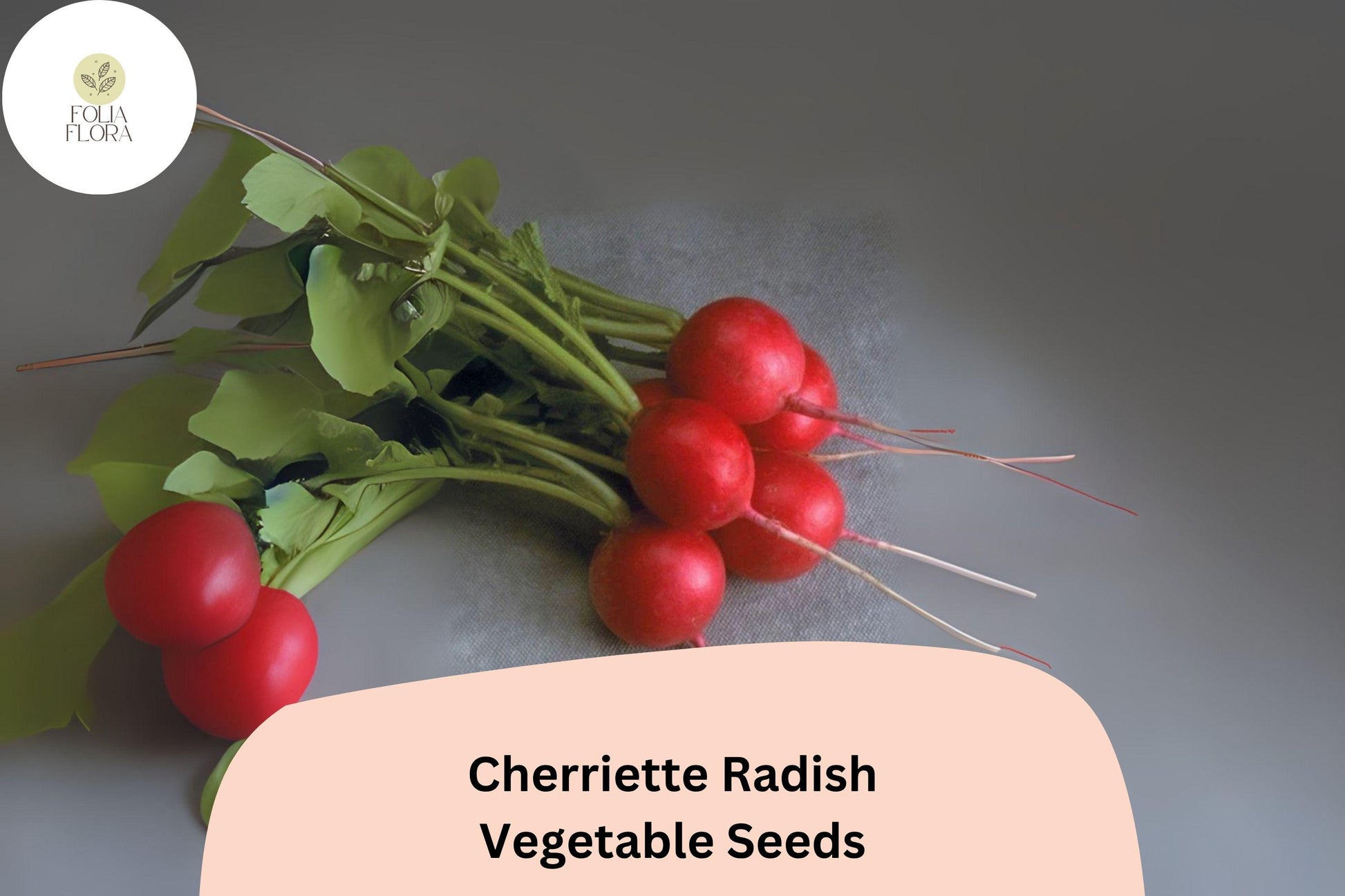 Cherriette Radish Seeds | 500+ Crisp, Bright-Red Round Roots | Raphanus sativus 'Cherriette' | Fast-Maturing Vegetable Seeds