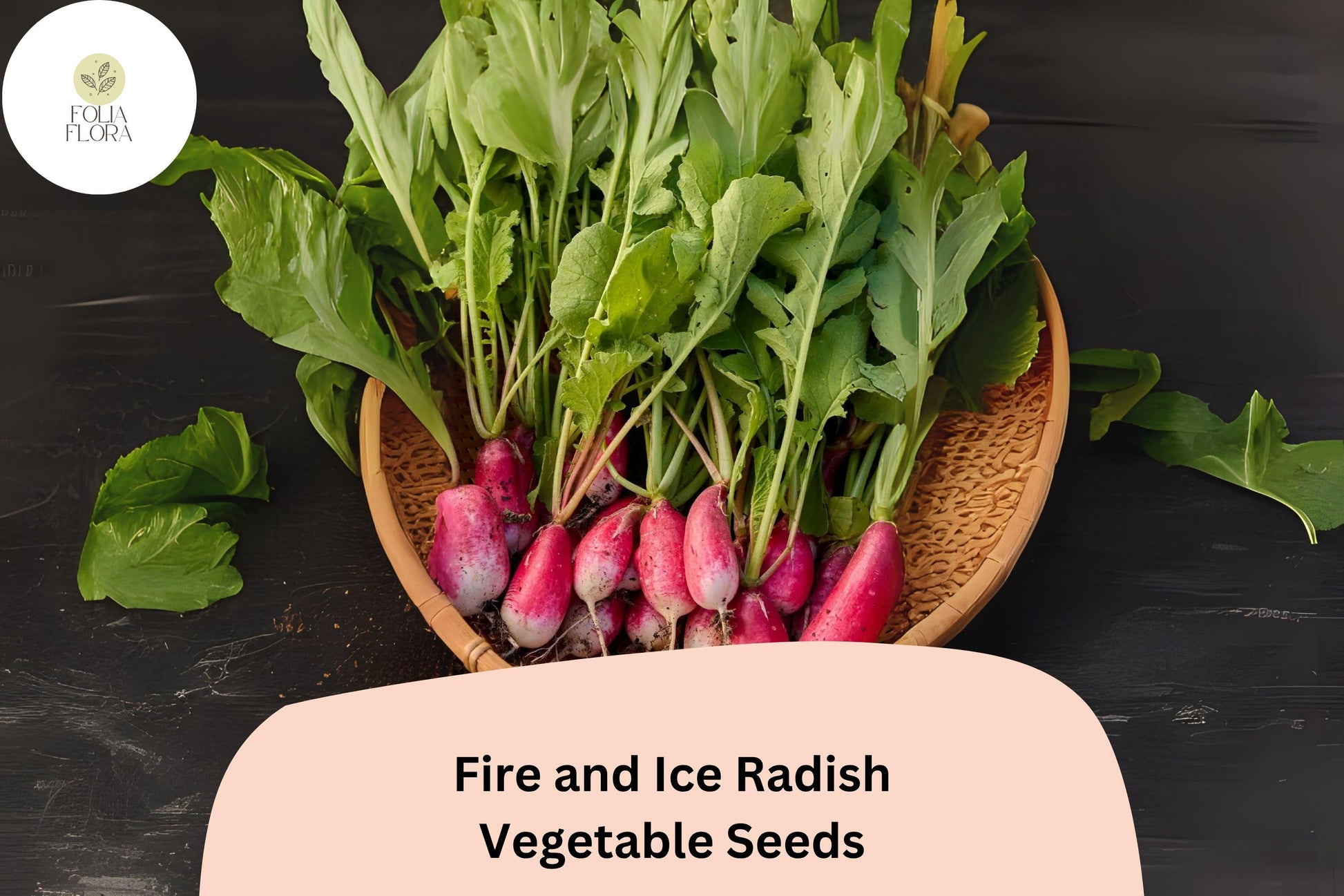 Fire and Ice Radish Seeds | 500+ Bicolor Red & White | Raphanus sativus 'Fire and Ice' | Fast Maturing for Garden Planting