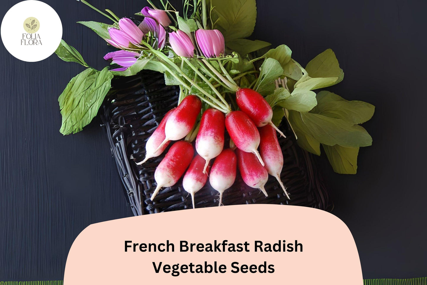 French Breakfast Radish Seeds | 500+ Heirloom Oblong Red-White Raphanus sativus | Quick-Maturing Garden Planting