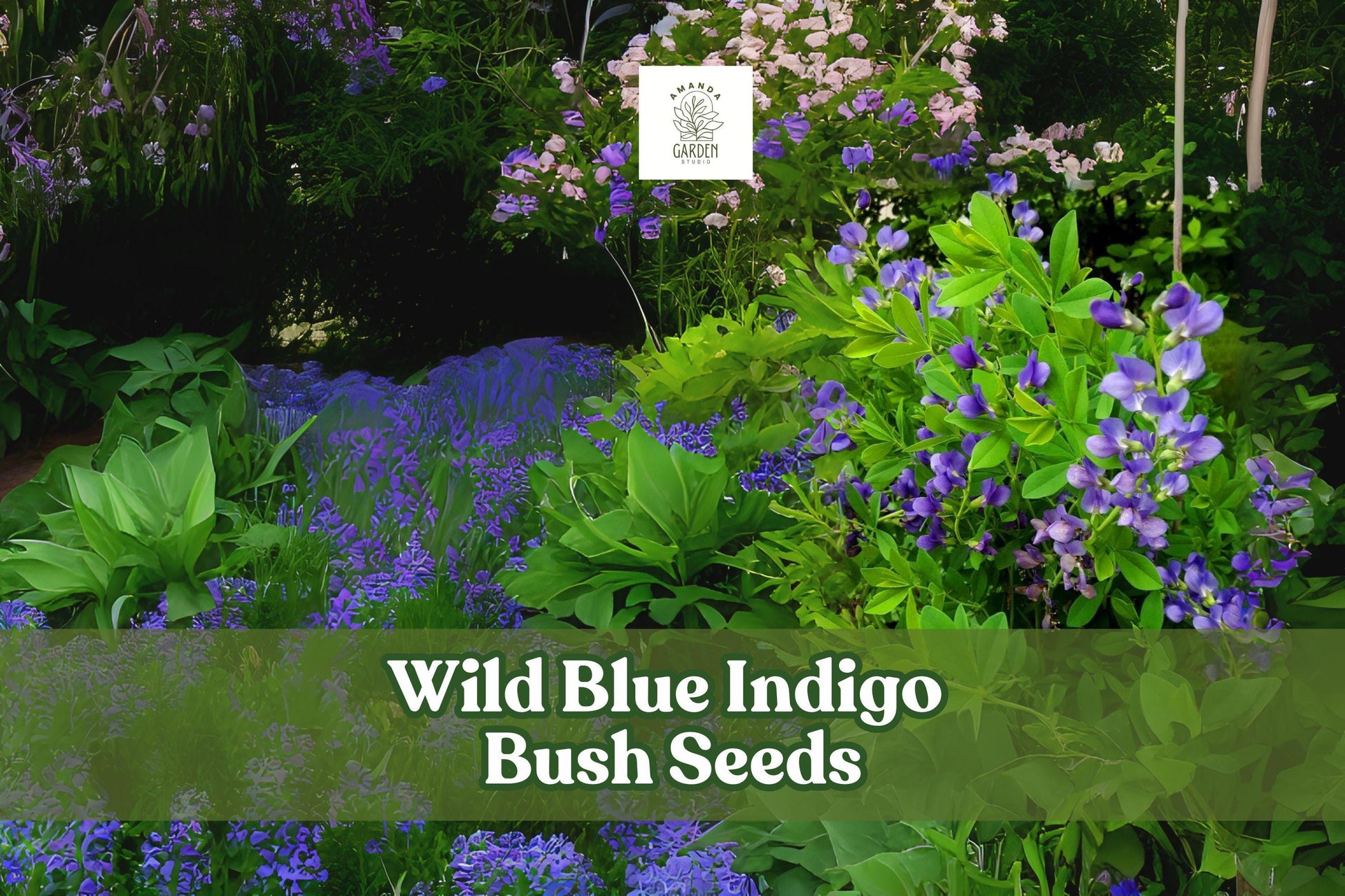 Wild Blue Indigo Seeds - 100 Pack - Baptisia australis - Hardy Perennial for Pollinator Gardens - Blue Flower Spikes