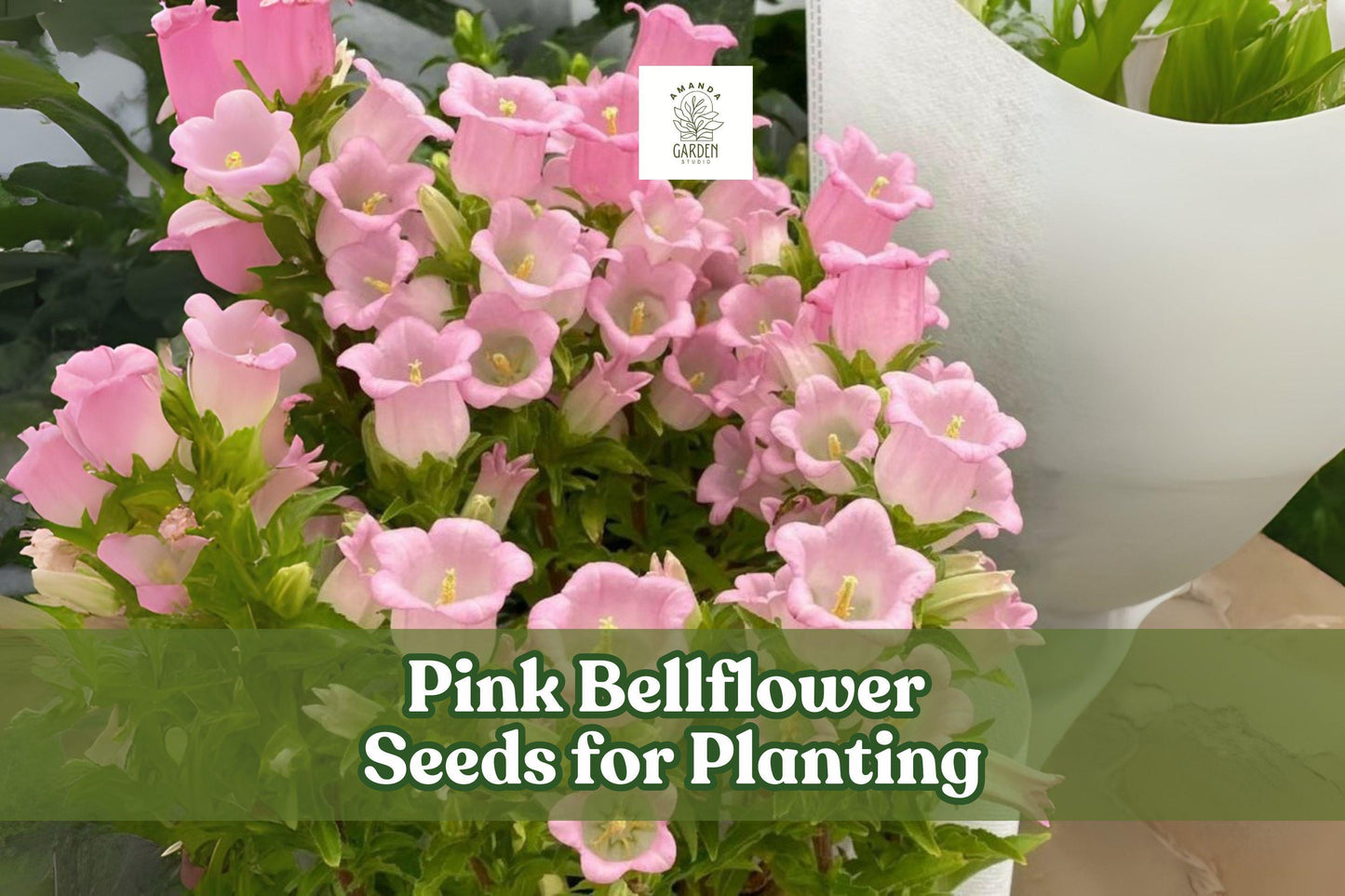 50 Pink Bellflower Seeds - Campanula medium - Biennial Cottage Garden Flower for Borders & Bouquets