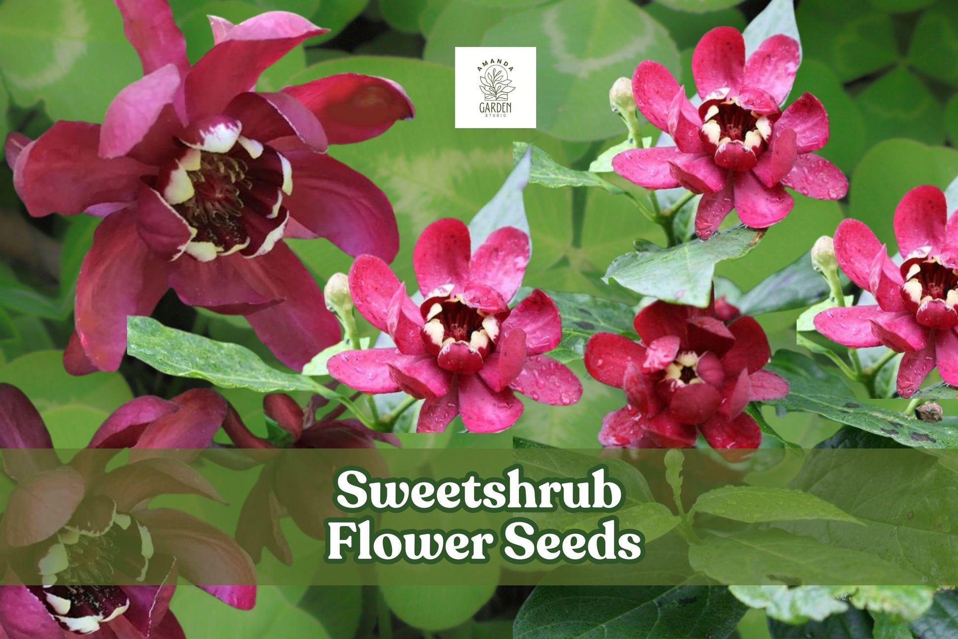 5 Sweetshrub Seeds - Carolina Allspice - Fragrant Flowering Shrub - Calycanthus floridus - Deep Red Blooms for Garden & Landscaping