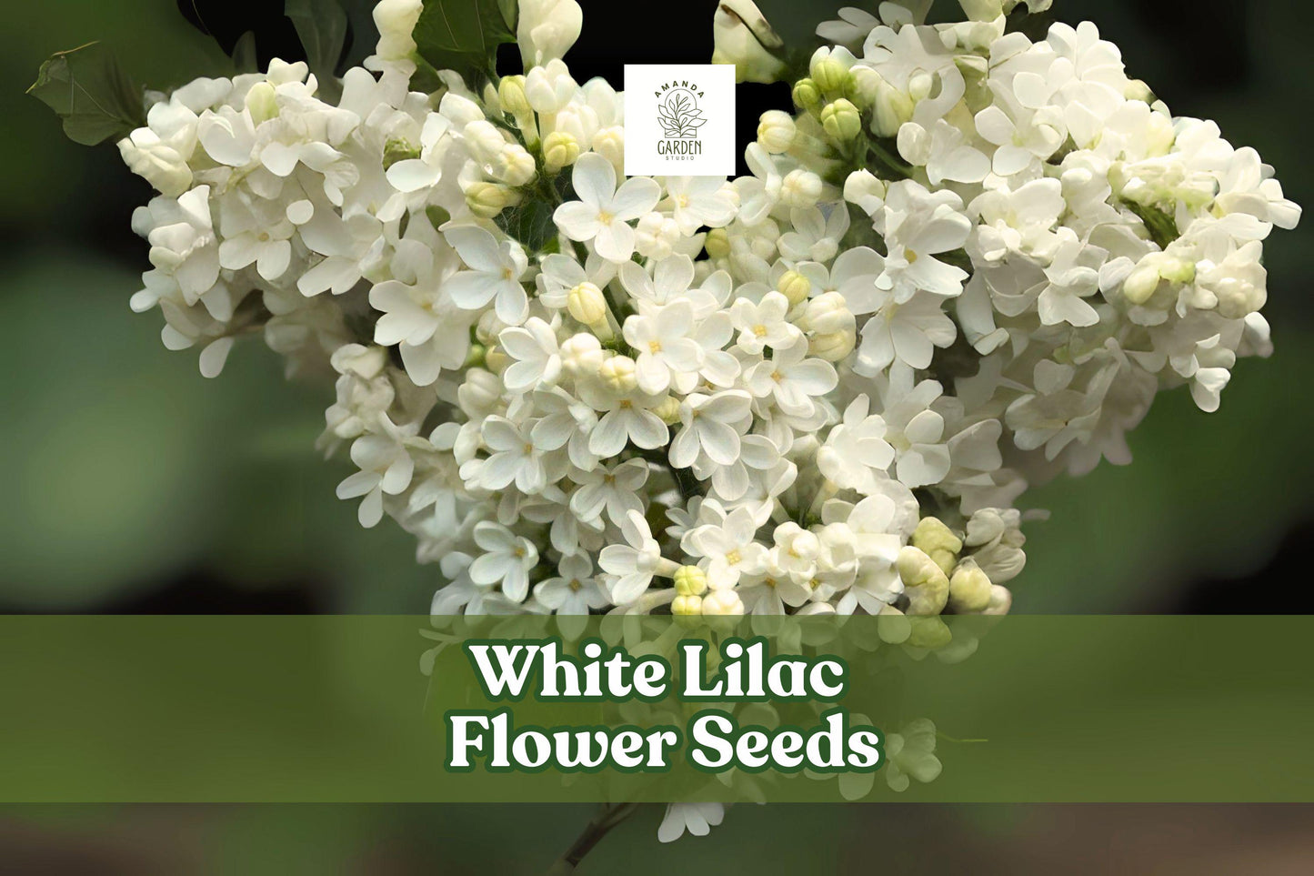 White Lilac Seeds - 100 Count - Fragrant White Flowers for Garden & Landscaping - Syringa vulgaris - Attracts Pollinators