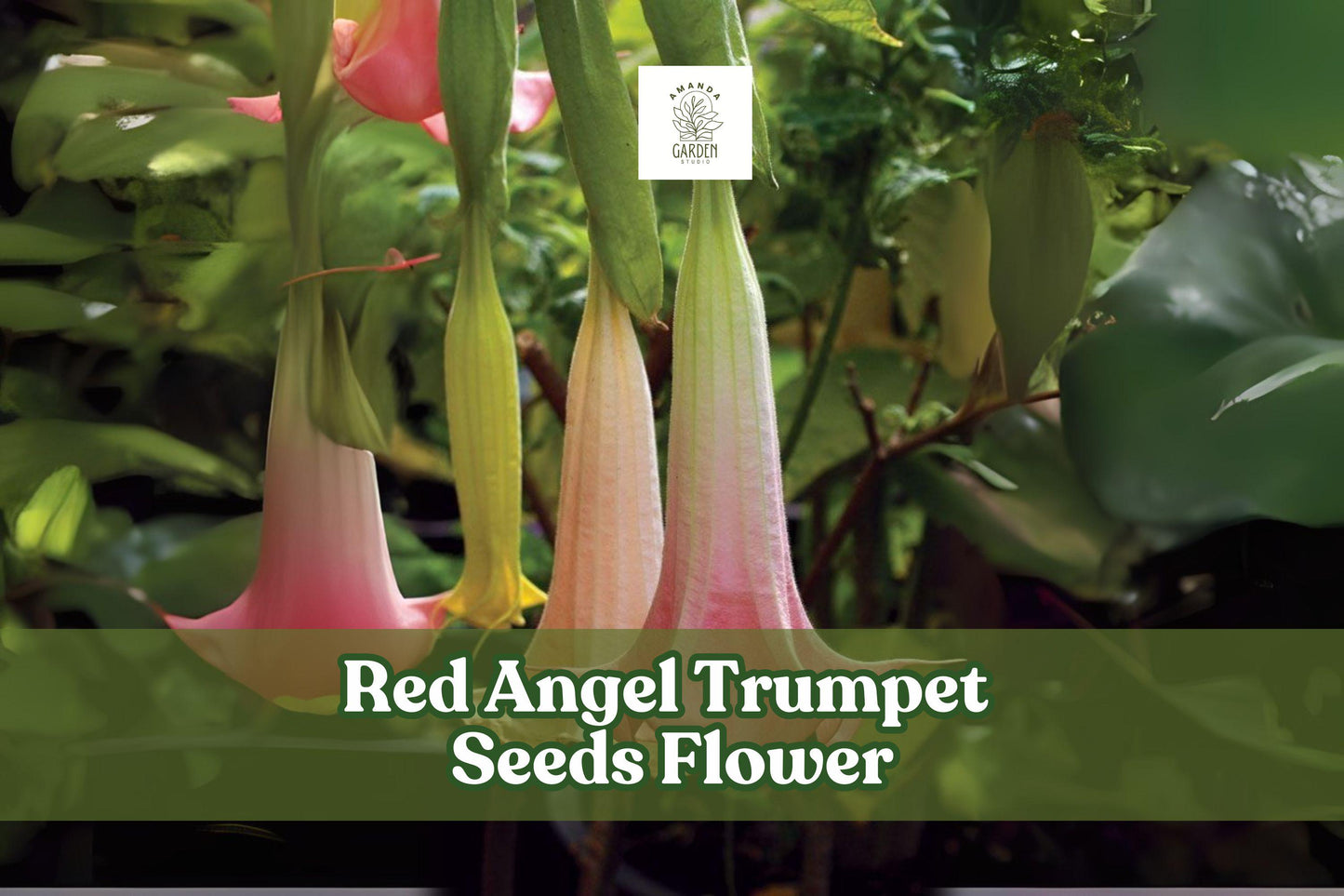 20 Red Angel Trumpet Seeds - Brugmansia spp. - Fragrant Red Flowers for Tropical Gardens - Perfect for Containers and Borders