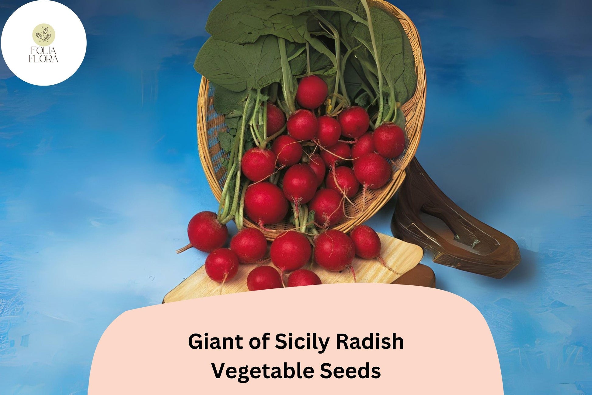Giant of Sicily Radish Seeds | 500+ Heirloom Seeds | Raphanus sativus ‘Giant of Sicily’ | Large Round, Robust Flavor
