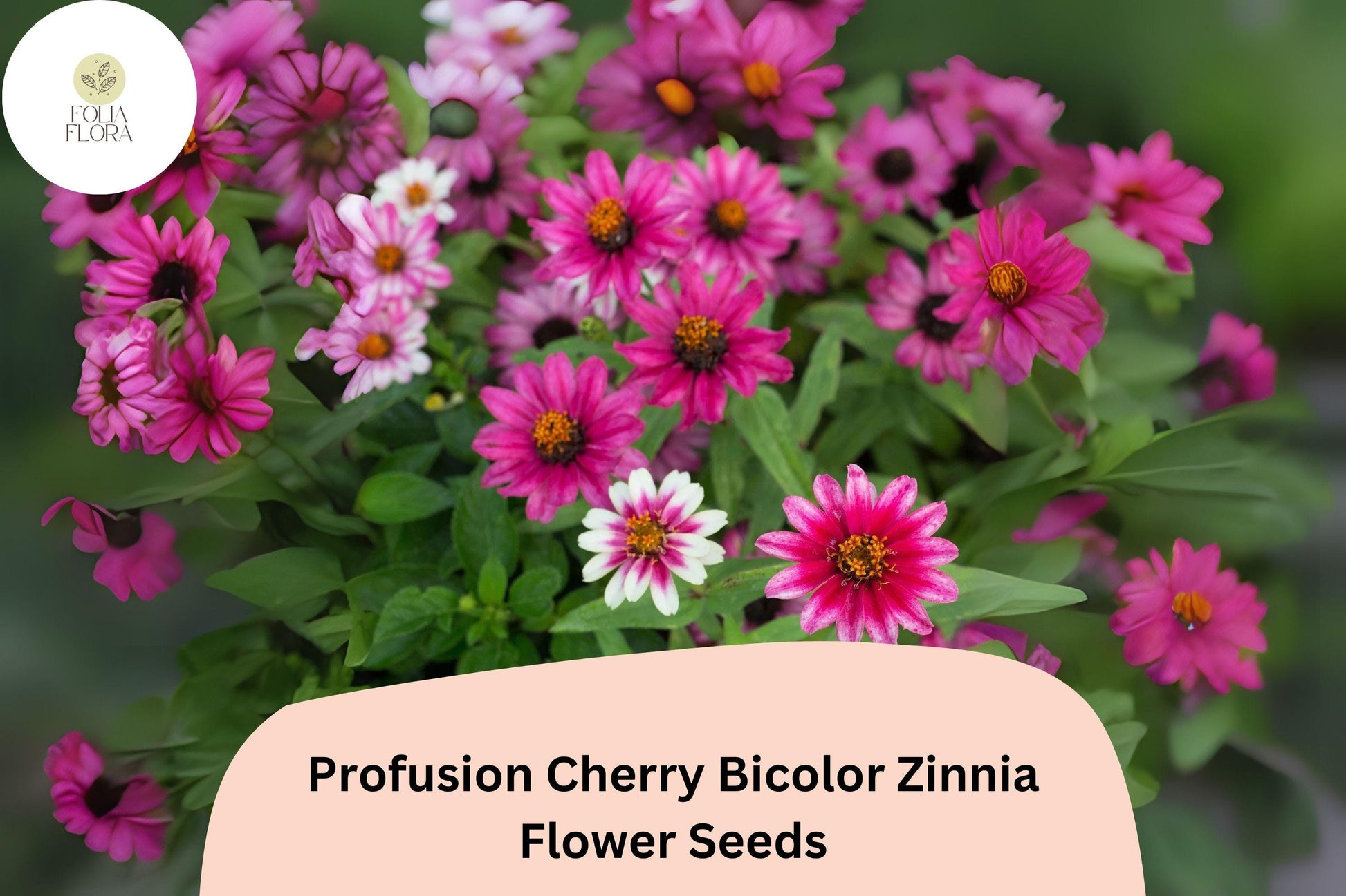 Profusion Cherry Bicolor Zinnia Seeds - 100+ Seeds, Cherry-Red & White Blooms, Zinnia elegans, Attracts Bees & Butterflies