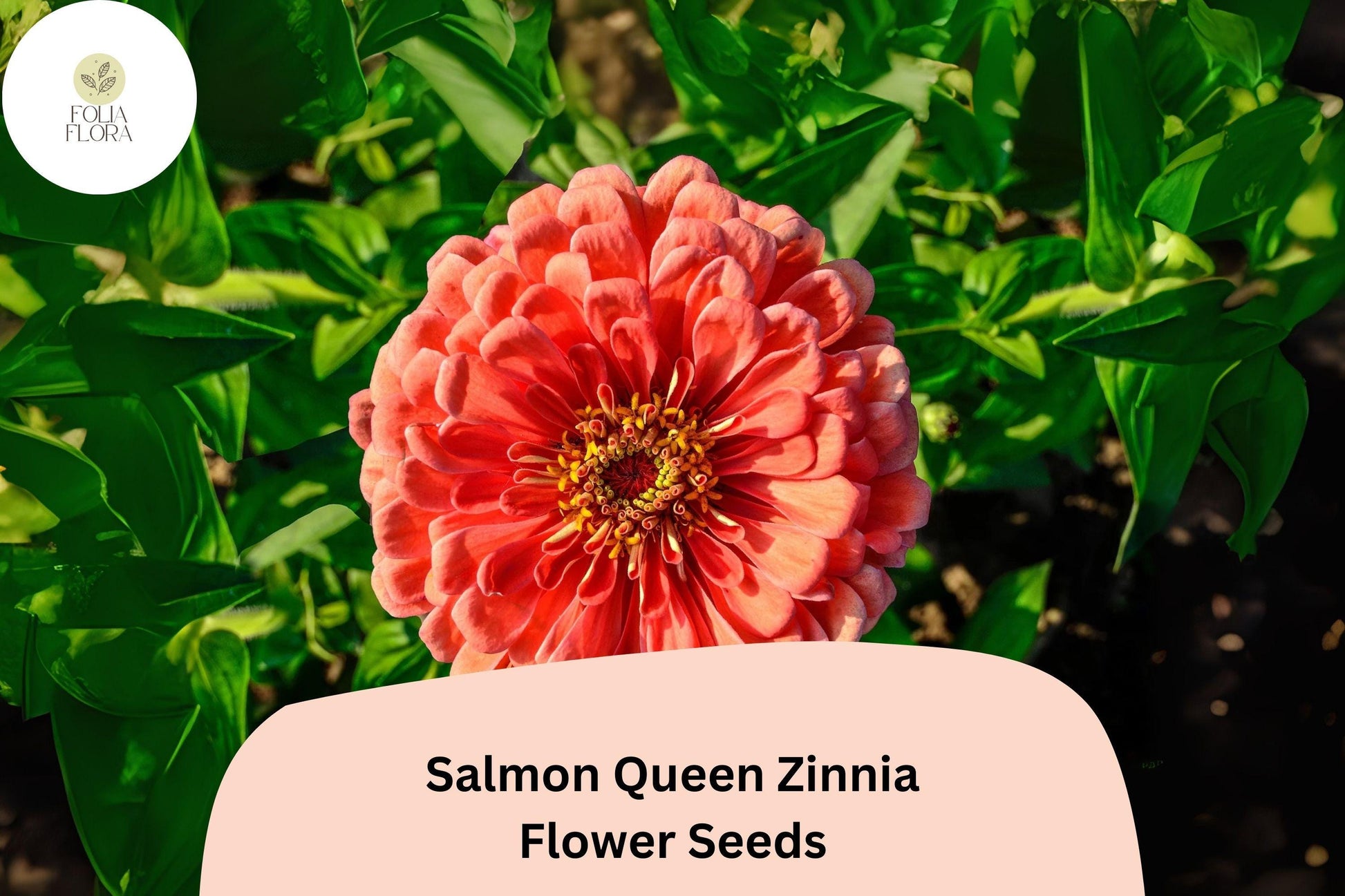 Zinnia Seeds - 100+ Salmon Queen Pink-Orange Blooms, Pollinator Friendly, Zinnia elegans, Easy to Grow Annual for Gardens