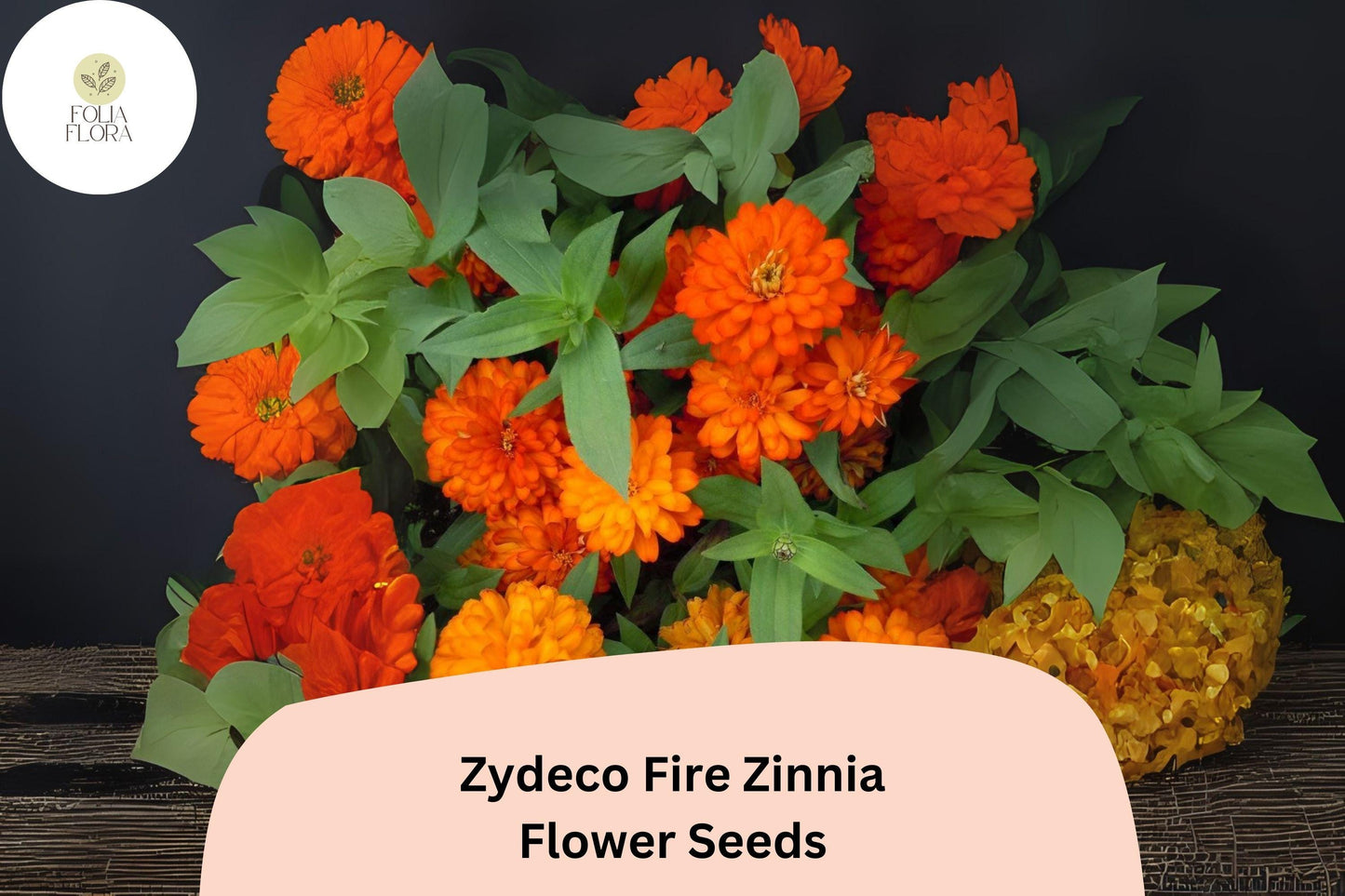 Zydeco Fire Zinnia Seeds | 100+ Red-Orange Blooms | Cut Flower Variety | Zinnia elegans