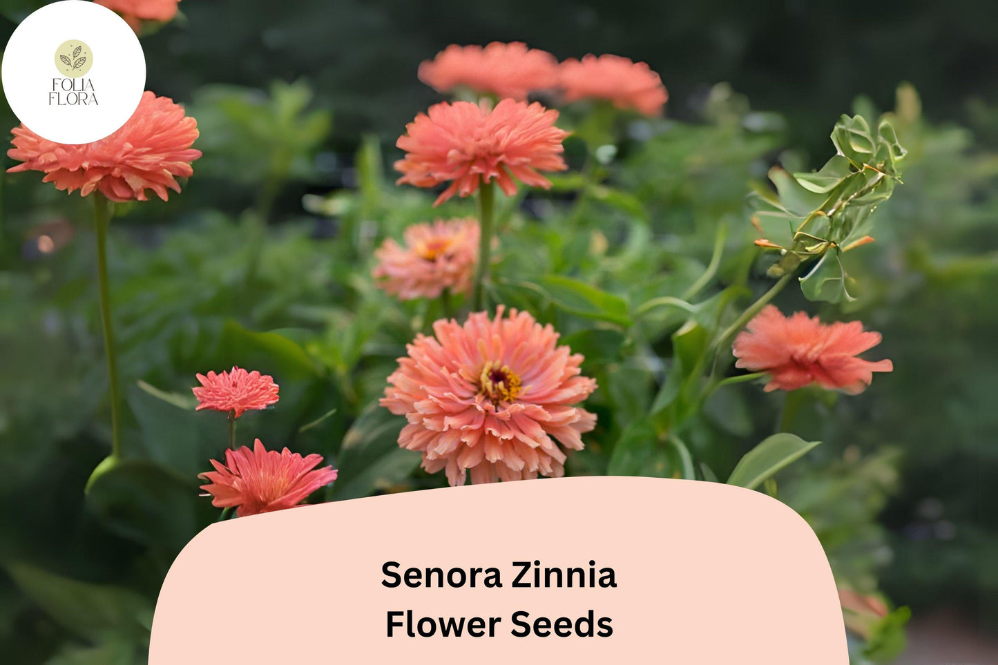 Senora Zinnia Seeds - 100+ Soft Pink Annual Flowers, Zinnia elegans, Easy to Grow for Gardens, Borders & Bouquets