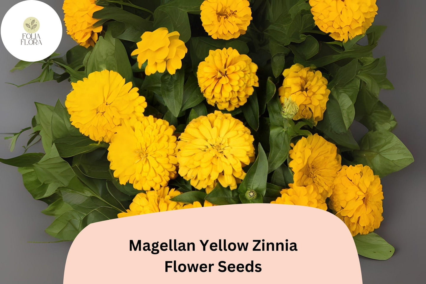 Zinnia Seeds - 100+ Magellan Yellow Compact Flowers - Zinnia elegans - Bright Golden Blooms for Gardens & Bouquets