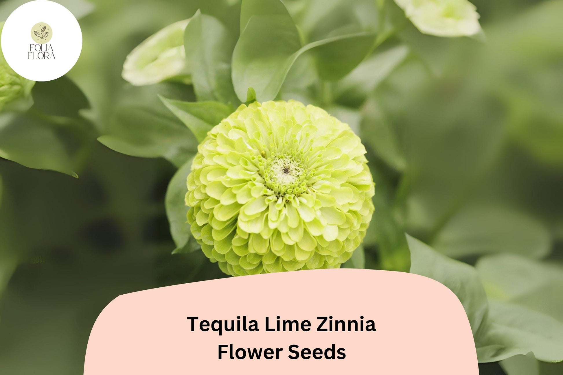 Tequila Lime Zinnia Seeds | 100+ Lime Green Annual Flowers | Zinnia elegans | Easy to Grow & Attracts Pollinators