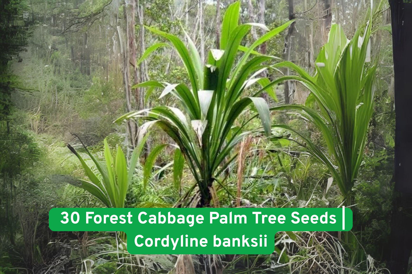 Forest Cabbage Palm Tree Seeds - 30 Cordyline banksii Seeds for Tropical Gardens, Easy to Grow, Exotic Greenery
