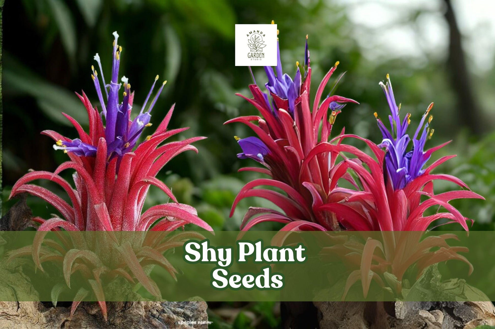 10 Shy Plant Seeds - Tillandsia ionantha Air Plant - Unique Bromeliad for Indoor/Outdoor Displays - Low Maintenance, Tropical Flair
