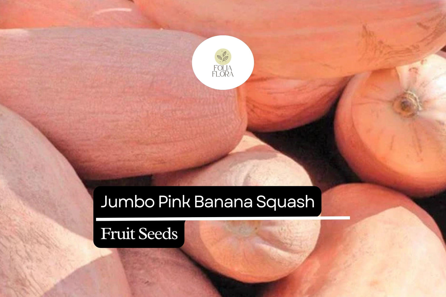 Banana Squash Seeds | 25+ Premium Cucurbita maxima | Pinkish-Orange Skin, Sweet Orange Flesh for Baking & Roasting
