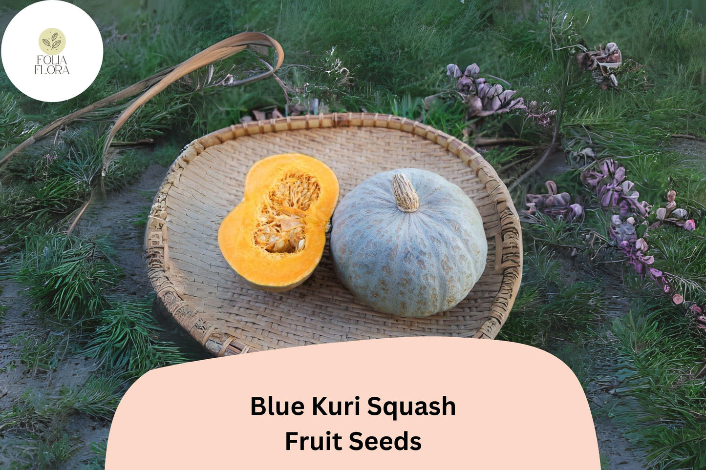 Blue Kuri Squash Seeds | 25+ Seeds | Blue-Grey Skin, Orange Flesh | Cucurbita maxima for Winter Garden Planting