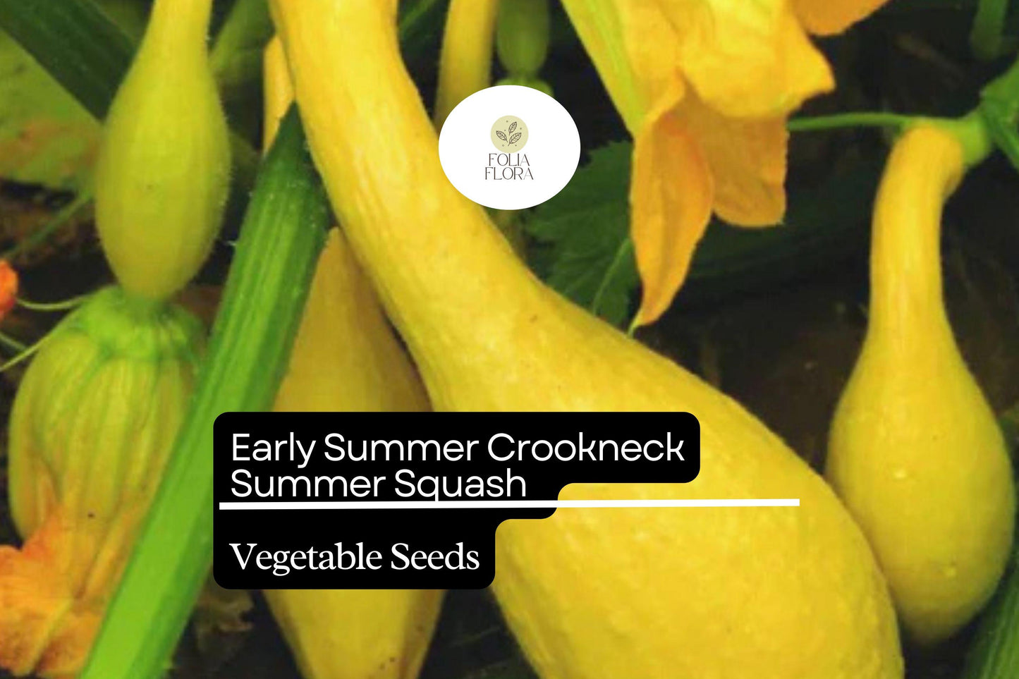Crookneck Squash Seeds - 25+ Heirloom Yellow Summer Variety (Cucurbita pepo) - Tender, Buttery Flavor, Fast-Growing