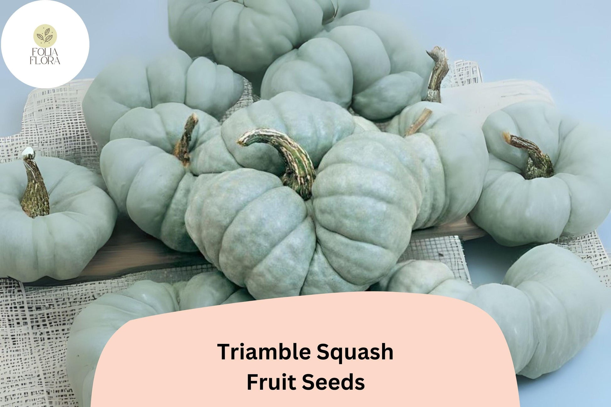 Triamble Squash Seeds | 25+ Rare Heirloom Blue-Green Fruits | Cucurbita maxima | Sweet Nutty Flavor for Baking & Cooking