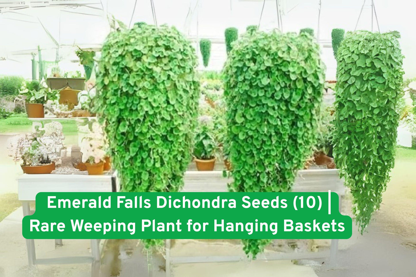 Emerald Falls Dichondra Seeds - 10 Rare Weeping Plant Seeds for Cascading Foliage - Dichondra argentea ‘Emerald Falls’