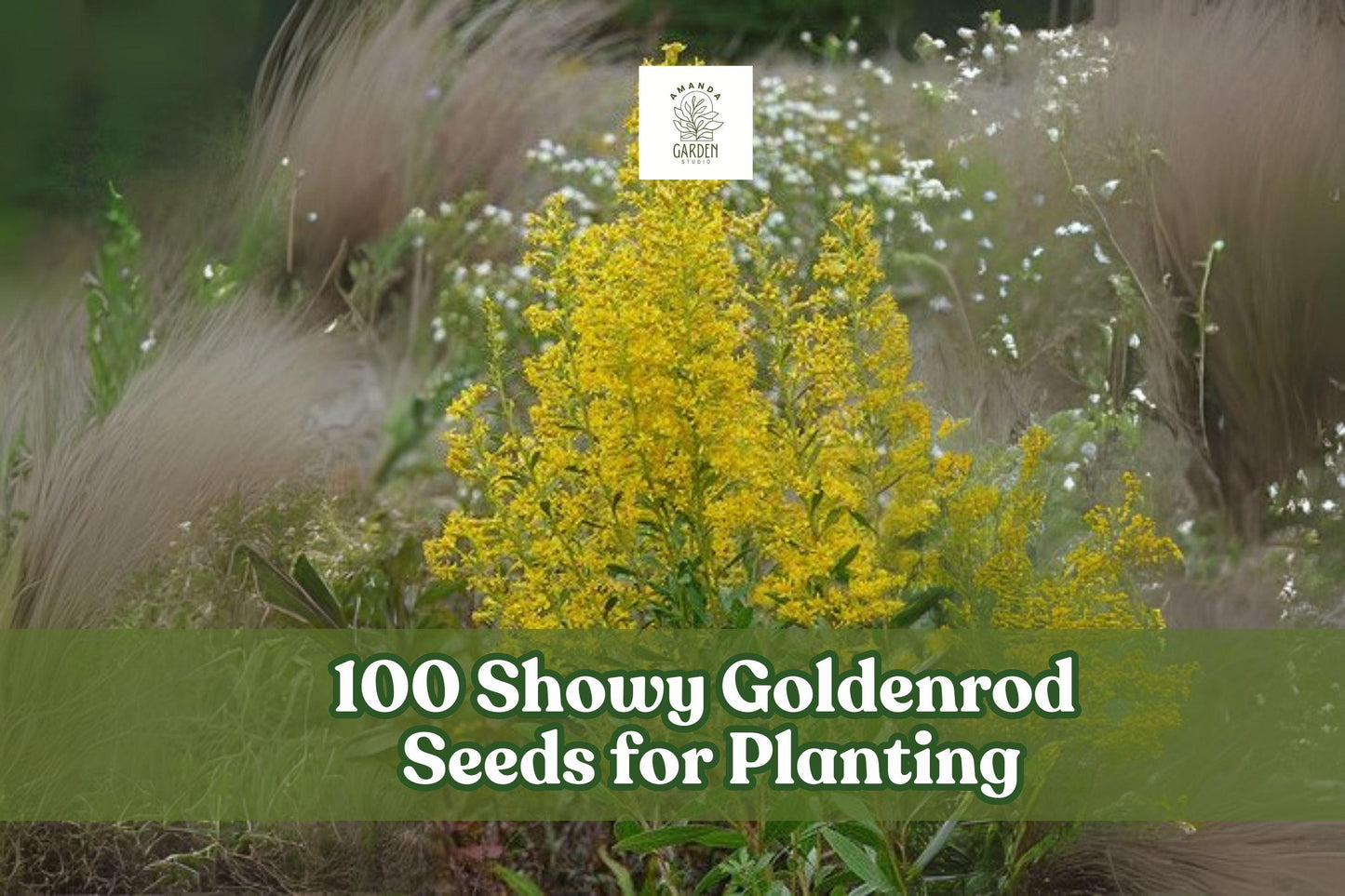 Showy Goldenrod Seeds - 100 Native Wildflower Seeds (Solidago speciosa) for Pollinators, Bright Yellow Late Summer Blooms
