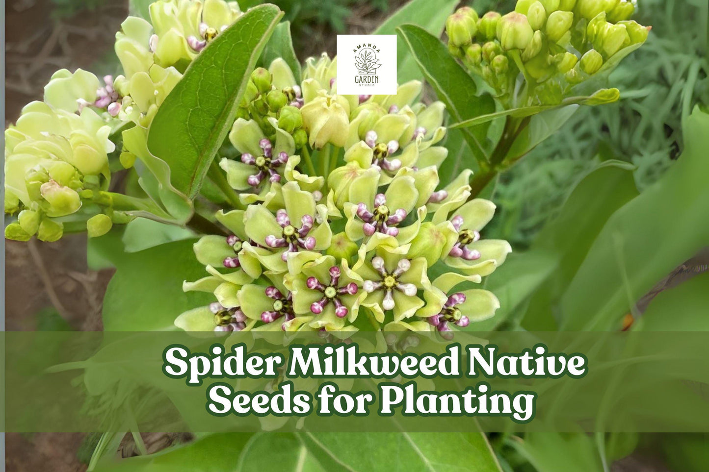 50 Spider Milkweed Seeds - Pollinator-Friendly Perennial, Green & Purple Blooms, Asclepias viridis, Drought-Tolerant Wildflower