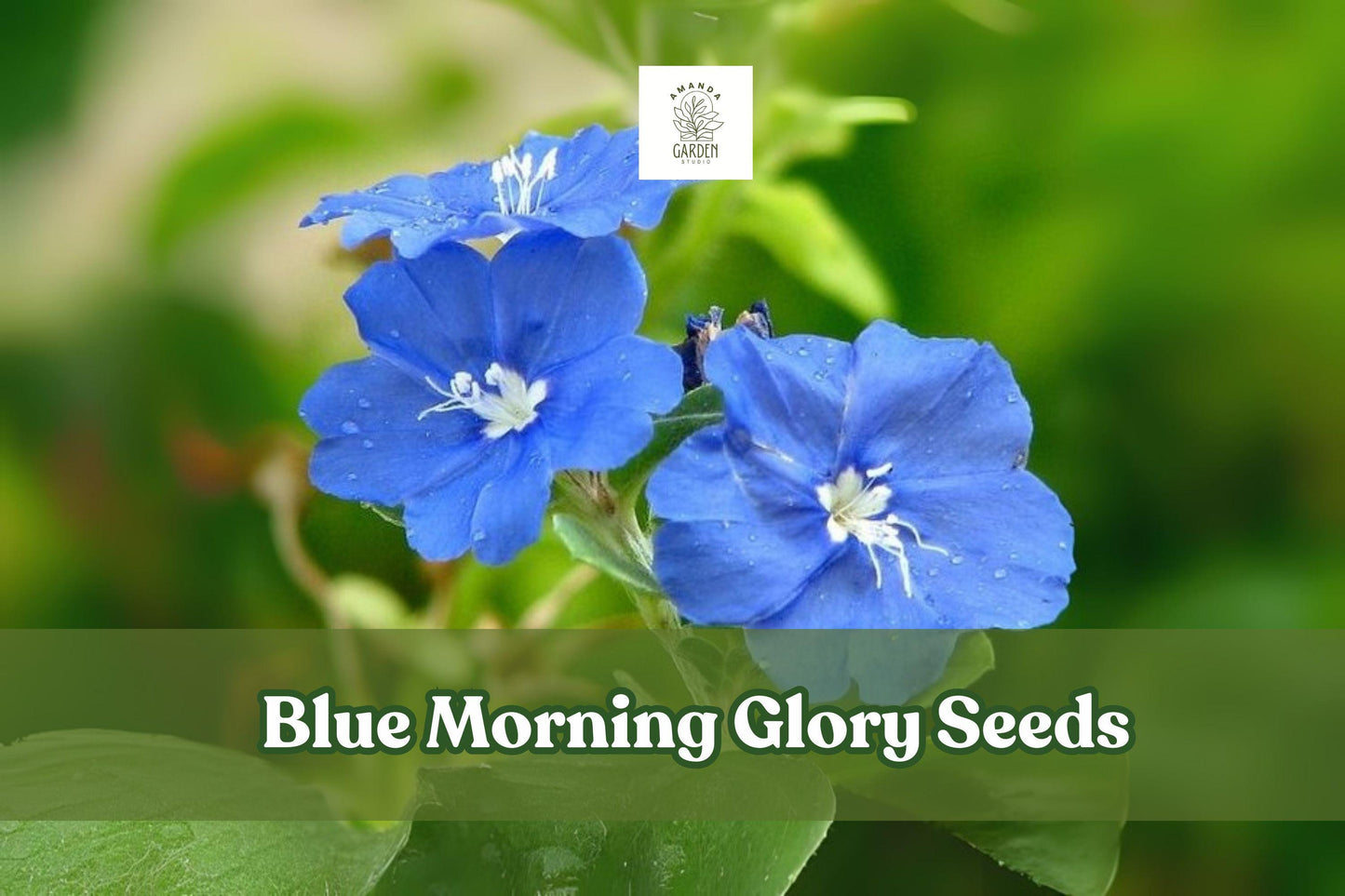 Blue Morning Glory Seeds - 300 Fast-Growing Climbing Vine Seeds - Ipomoea tricolor - Vibrant Blue Trumpet Flowers for Trellises