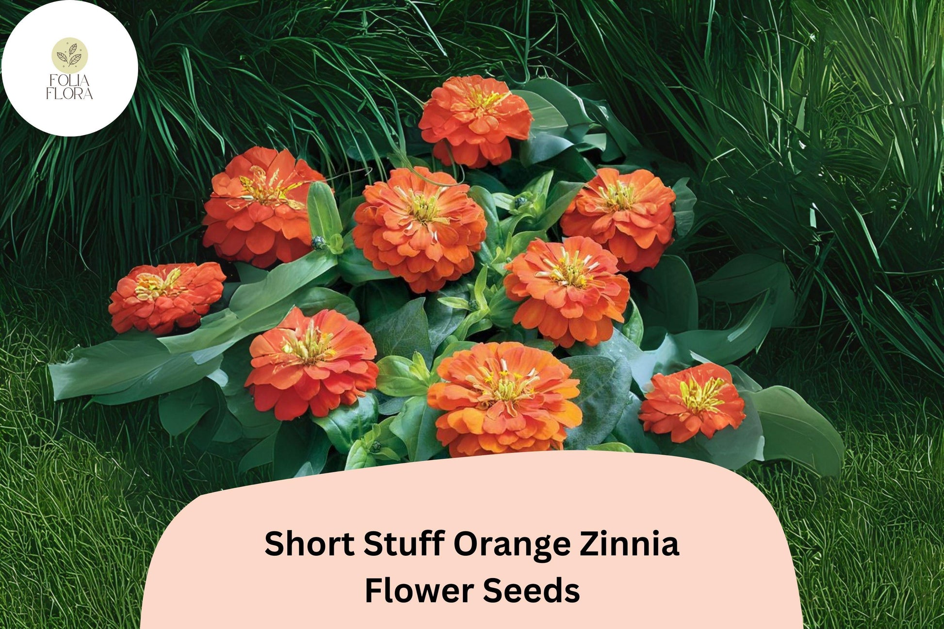 Dwarf Orange Zinnia Seeds - 100+ Short Stuff Bright Orange Annual Flowers - Zinnia elegans - Perfect for Containers & Borders