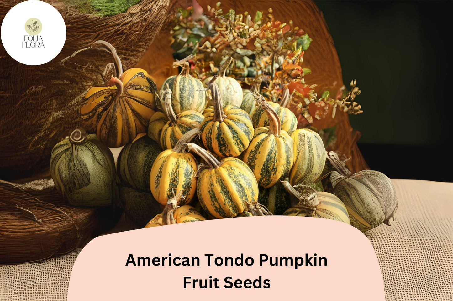 American Tondo Pumpkin Seeds | 25+ Heirloom Seeds | Cucurbita maxima | Green & Orange Striped, Sweet Nutty Flesh