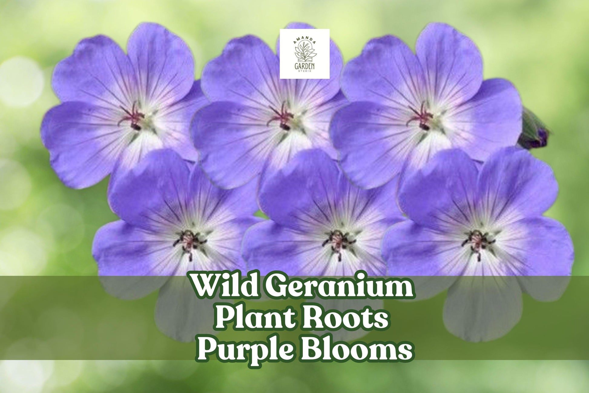 Wild Geranium Roots - Purple Bloom Perennial Ground Cover - Geranium maculatum - Easy to Grow for Cottage Gardens