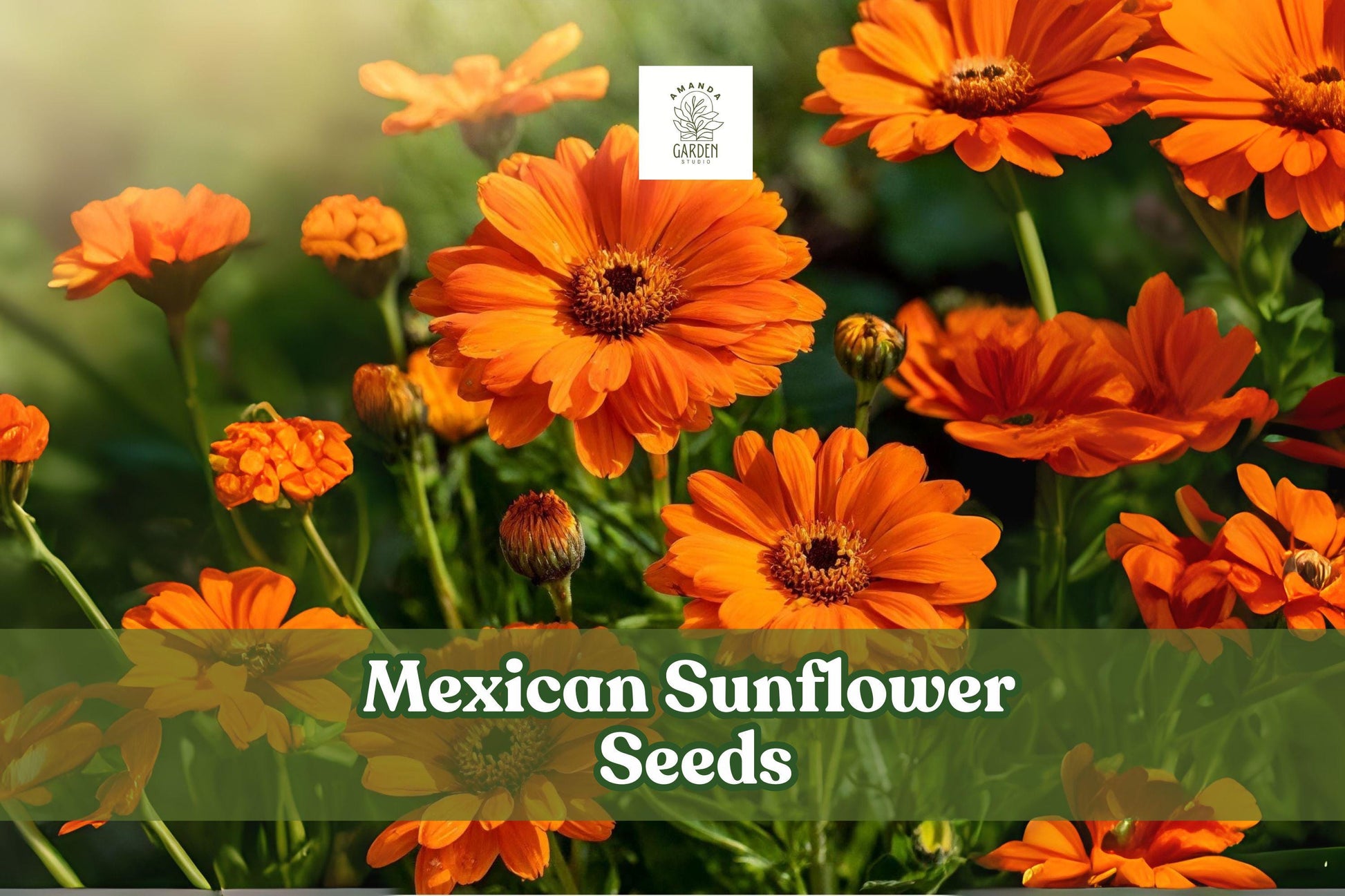 75 Mexican Sunflower Seeds - Bright Orange Blooms - Tithonia rotundifolia - Pollinator-Friendly Annual Flower Seeds