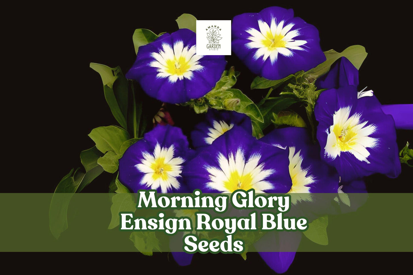 Morning Glory Seeds - 100 Count Ensign Royal Blue (Convolvulus tricolor) - Dwarf Vine with Brilliant Blue Blooms for Gardens