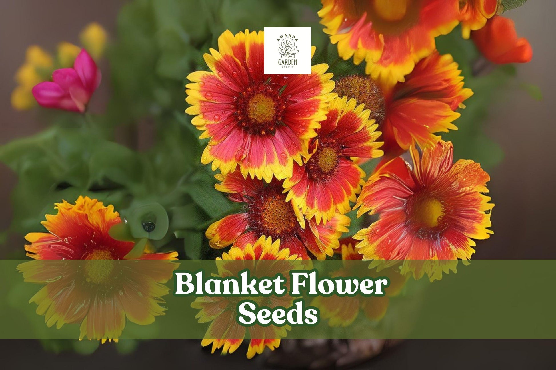 50 Blanket Flower Seeds - Gaillardia aristata - Bright Red & Yellow Perennial Wildflower - Pollinator Friendly, Made in USA