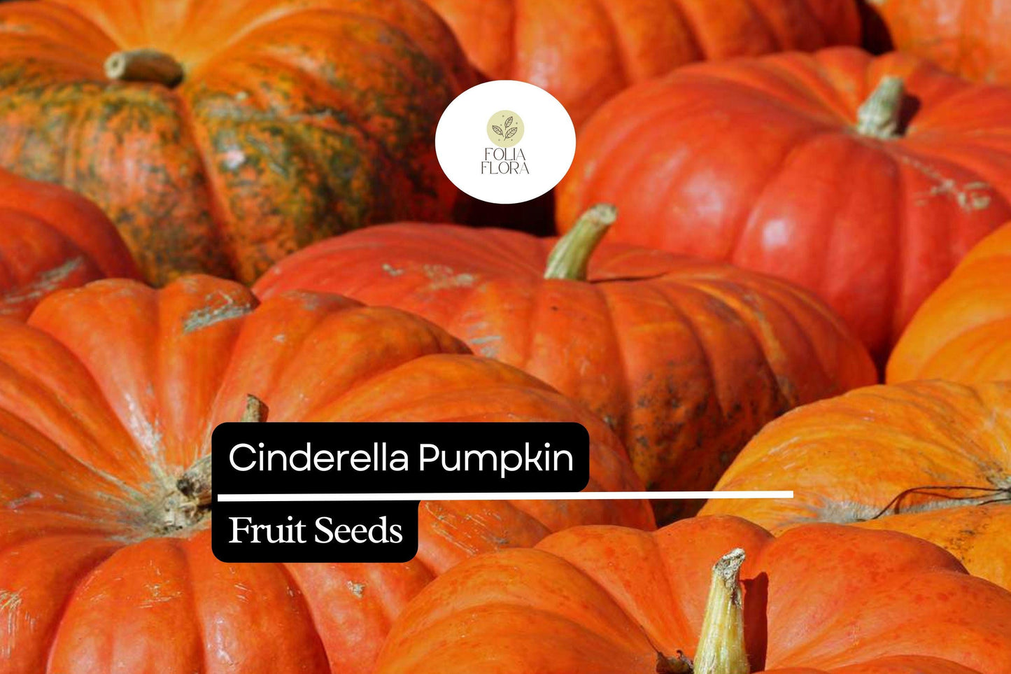 Cinderella Pumpkin Seeds | 25+ Heirloom Rouge Vif d’Etampes | Cucurbita maxima | Red-Orange, Sweet Flesh for Baking
