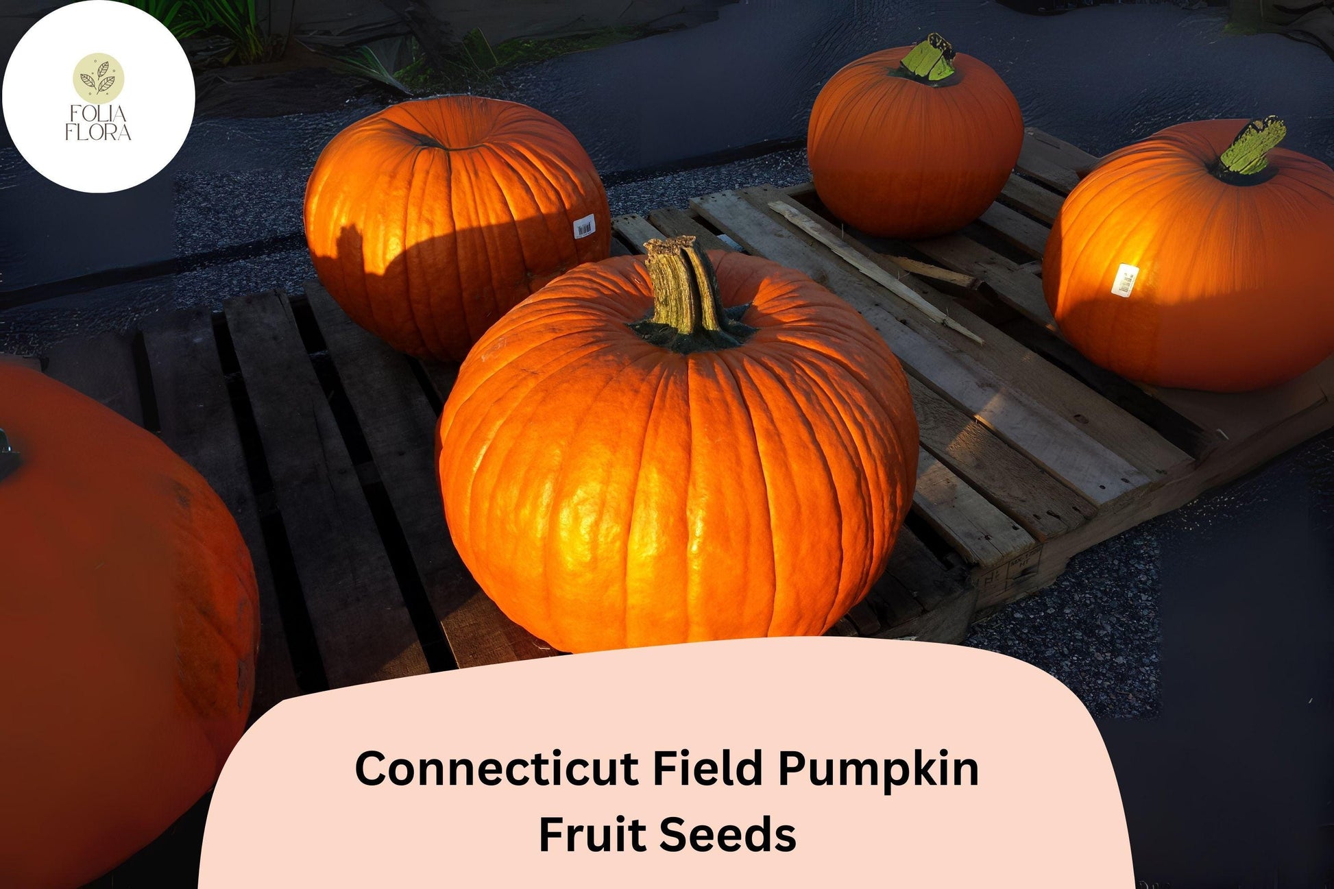 Connecticut Field Pumpkin Seeds - 25+ Heirloom Cucurbita pepo for Jack-O'-Lanterns & Pies, Deep Orange, Classic American Variety