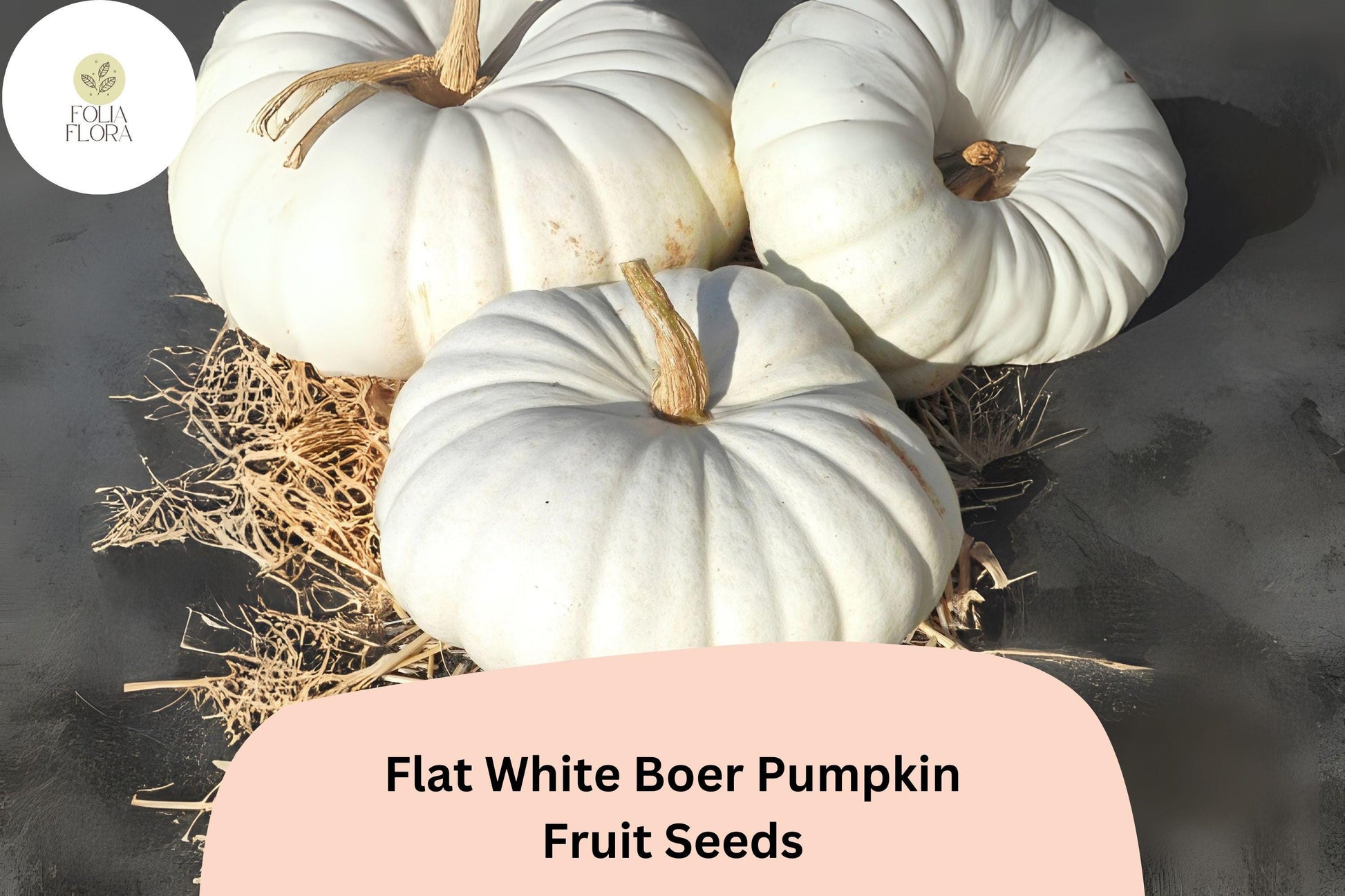 Flat White Boer Pumpkin Seeds - 25+ Heirloom Seeds, Creamy-White Skin, Sweet Orange Flesh, Cucurbita maxima