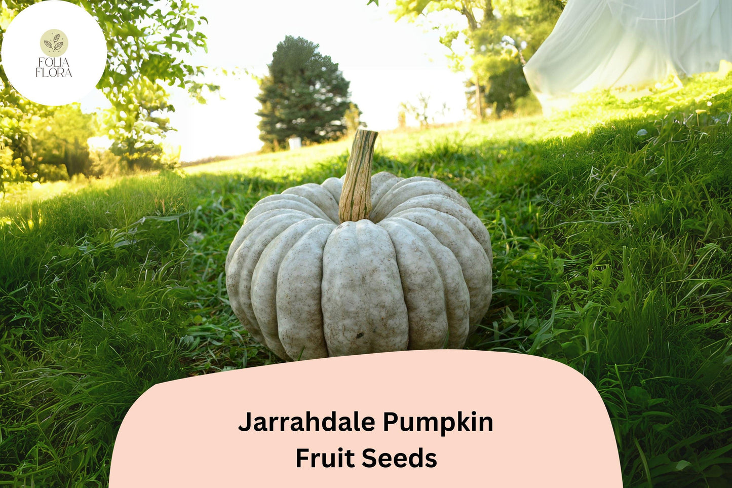 Jarrahdale Pumpkin Seeds | Heirloom Blue-Green Variety | Cucurbita maxima | 25+ Fresh Seeds for Pies & Fall Decor