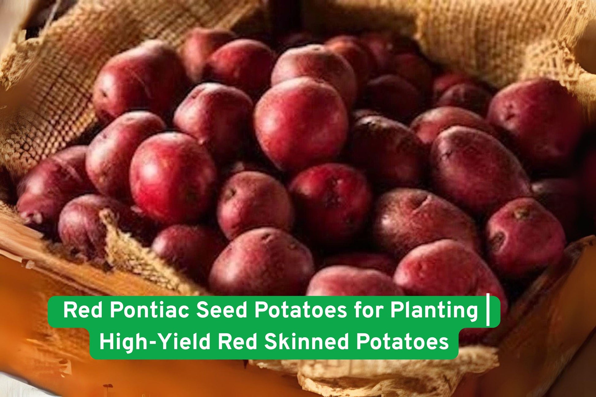 Red Pontiac Seed Potatoes - High-Yield Tubers for Planting - Disease-Resistant, Versatile Cooking - Solanum tuberosum