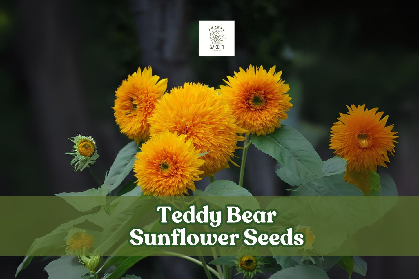 20 Teddy Bear Sunflower Seeds, Dwarf Golden Blooms, Helianthus annuus 'Teddy Bear', Easy Grow for Small Gardens and Pots